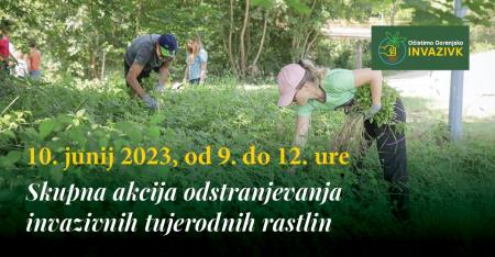 Akcija odstranjevanja tujerodnih vrst rastlin na Jezerskem