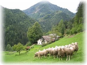 Društvo rejcev ovc jezersko - solčavske pasme