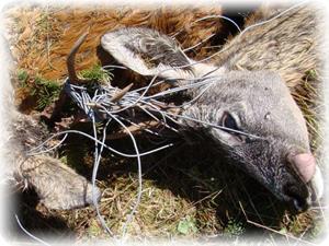 Lovska družina Jezersko