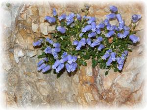 Lovska družina Jezersko