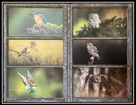 Fotografska_razstava_divji_zivalski_svet